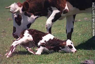 Cow and its calf just borned. - Fauna - MORE IMAGES. Photo #1204