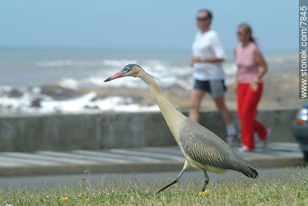 Chiflón o garza amarilla de paseo por Punta del Este - Punta del Este y balnearios cercanos - URUGUAY. Foto No. 7845