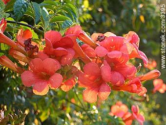 Bignonia o trompa de fuego - Flora - IMÁGENES VARIAS. Foto No. 3395