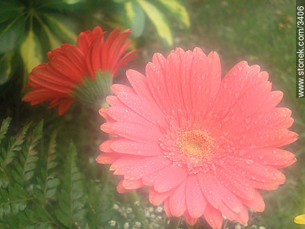  - Flora - IMÁGENES VARIAS. Foto No. 3406