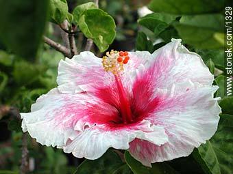 Hibiscus - Flora - MORE IMAGES. Photo #1329