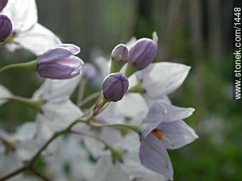 Solanum jazminoide - Flora - IMÁGENES VARIAS. Foto No. 1448