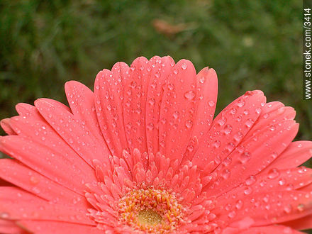  - Flora - IMÁGENES VARIAS. Foto No. 3414
