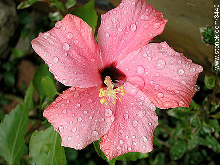 Hibisco - Flora - IMÁGENES VARIAS. Foto No. 3440