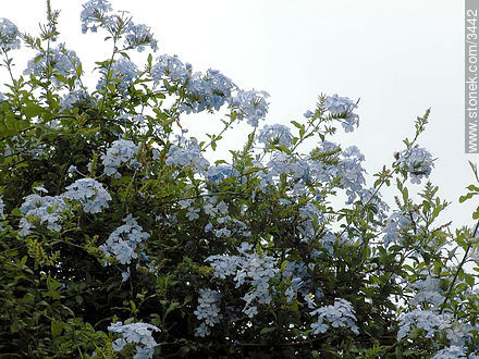  - Flora - IMÁGENES VARIAS. Foto No. 3442