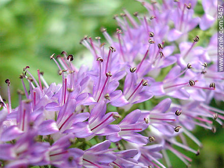 Verónica - Flora - IMÁGENES VARIAS. Foto No. 3457
