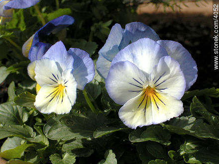  - Flora - IMÁGENES VARIAS. Foto No. 4052