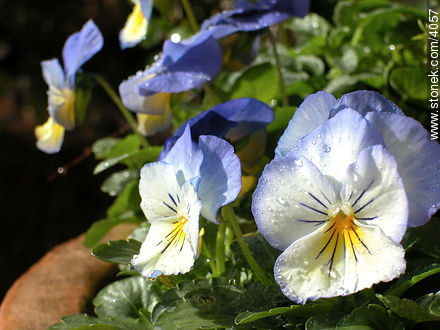  - Flora - IMÁGENES VARIAS. Foto No. 4057