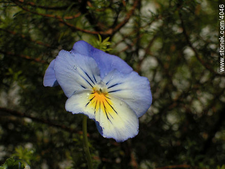  - Flora - IMÁGENES VARIAS. Foto No. 4046