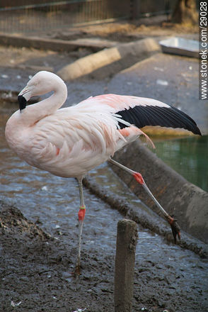 Flamingo stretching - Fauna - MORE IMAGES. Photo #29028
