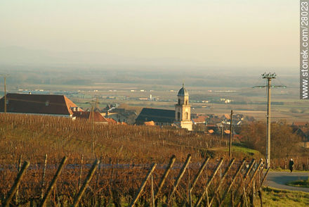 Alsace wine rout. Road D1bis - Region of Alsace - FRANCE. Photo #28023