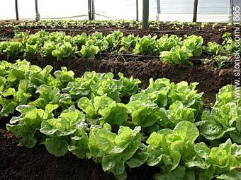 Lettuces in greenhouse. - Lavalleja - URUGUAY. Photo #1665