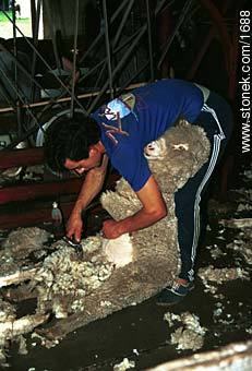 Shearing. -  - URUGUAY. Photo #1688