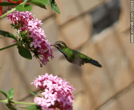 Hummingbird - Fauna - MORE IMAGES. Photo #22393