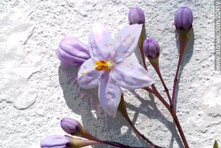 Variety of light blue jasmine - Flora - MORE IMAGES. Photo #22419