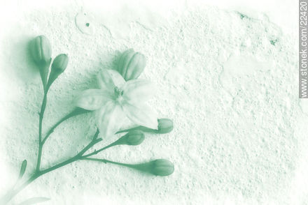 Variety of light blue jasmine - Flora - MORE IMAGES. Photo #22420