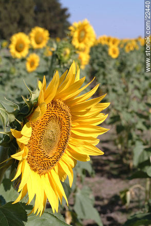 Sunflowers - Flora - MORE IMAGES. Photo #22440