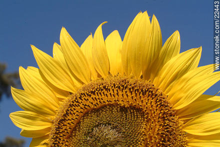 Sunflowers - Flora - MORE IMAGES. Photo #22443