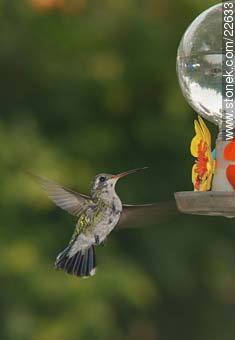 Hummingbird - Fauna - MORE IMAGES. Photo #22633