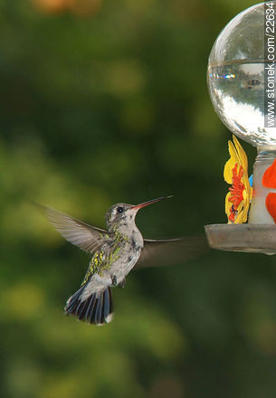 Hummingbird - Fauna - MORE IMAGES. Photo #22634