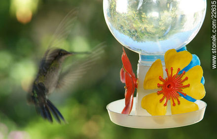 Hummingbird - Fauna - MORE IMAGES. Photo #22635