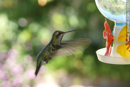 Hummingbird - Fauna - MORE IMAGES. Photo #22637