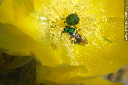 Mosca verde en el polen - Flora - IMÁGENES VARIAS. Foto No. 22655