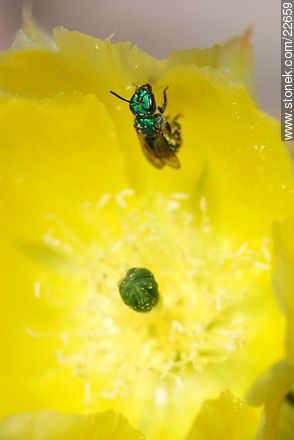 Green fly over the pollen - Flora - MORE IMAGES. Photo #22659