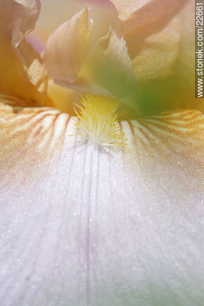 Iris barbata - Flora - MORE IMAGES. Photo #22661