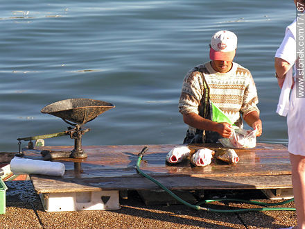 Comercialización de pescado fresco. - Punta del Este y balnearios cercanos - URUGUAY. Foto No. 17167
