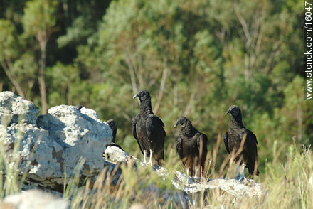 Uruguay: cuervo cabeza negra. Argentina: jote - Departamento de Tacuarembó - URUGUAY. Foto No. 16047