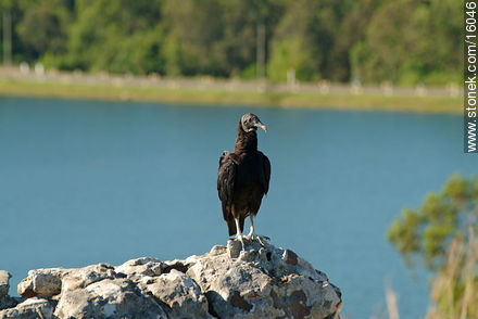 Uruguay: cuervo cabeza negra. Argentina: jote - Departamento de Tacuarembó - URUGUAY. Foto No. 16046