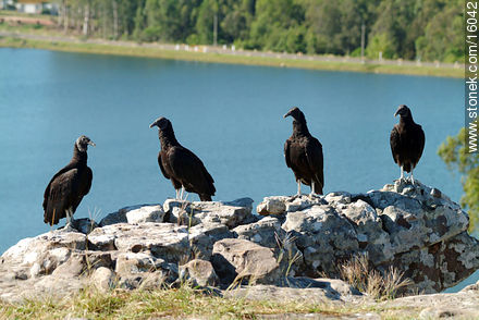 Uruguay: cuervo cabeza negra. Argentina: jote - Departamento de Tacuarembó - URUGUAY. Foto No. 16042