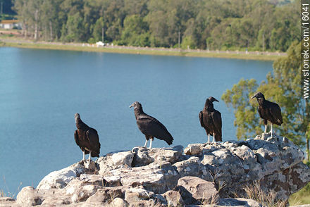 Uruguay: cuervo cabeza negra. Argentina: jote - Departamento de Tacuarembó - URUGUAY. Foto No. 16041