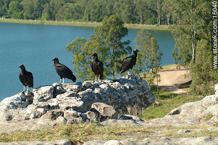 Uruguay: cuervo cabeza negra. Argentina: jote - Departamento de Tacuarembó - URUGUAY. Foto No. 16040