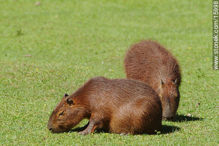 Capybaras - Tacuarembo - URUGUAY. Photo #15998