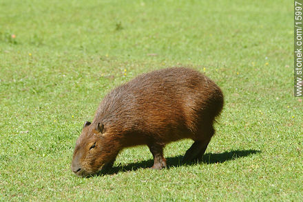 Capybara - Fauna - MORE IMAGES. Photo #15997