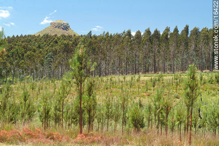 Cerro Batoví detrás de un bosque de eucaliptos - Departamento de Tacuarembó - URUGUAY. Foto No. 16422