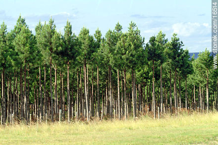 Pine forest - Tacuarembo - URUGUAY. Photo #16514