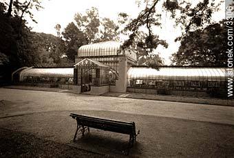 Hot house in botanical garden. - Department of Montevideo - URUGUAY. Photo #3306