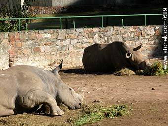 Rhinos resting. - Department of Montevideo - URUGUAY. Photo #689