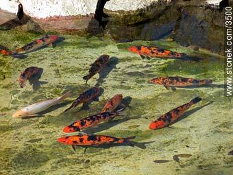 Fishes in a pond. - Department of Montevideo - URUGUAY. Photo #3500
