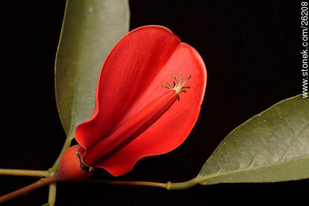 Flor de ceibo - Flora - IMÁGENES VARIAS. Foto No. 26208