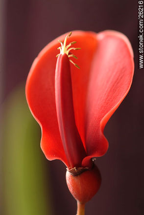 Flor de ceibo - Flora - IMÁGENES VARIAS. Foto No. 26216
