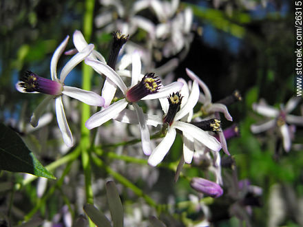 Flor del paraiso - Flora - IMÁGENES VARIAS. Foto No. 26315