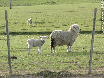 Sheep and lamb -  - URUGUAY. Photo #26326