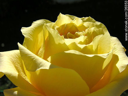 Rosa amarilla - Flora - IMÁGENES VARIAS. Foto No. 26353