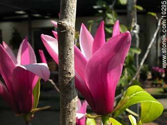 Magnolias - Flora - IMÁGENES VARIAS. Foto No. 10295