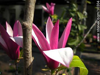 Magnolia soulangiana - Flora - MORE IMAGES. Photo #10304