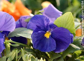 Violas violetas y anaranjadas - Flora - IMÁGENES VARIAS. Foto No. 14084